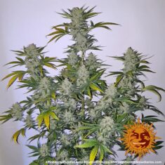 pineapple express auto support 9