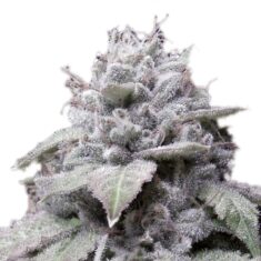 gorilla cookies feminized cannabis seeds by growerschoice 1