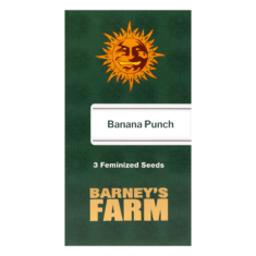 BANANA PUNCH