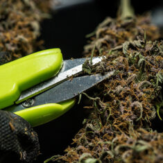 mini pruning shears