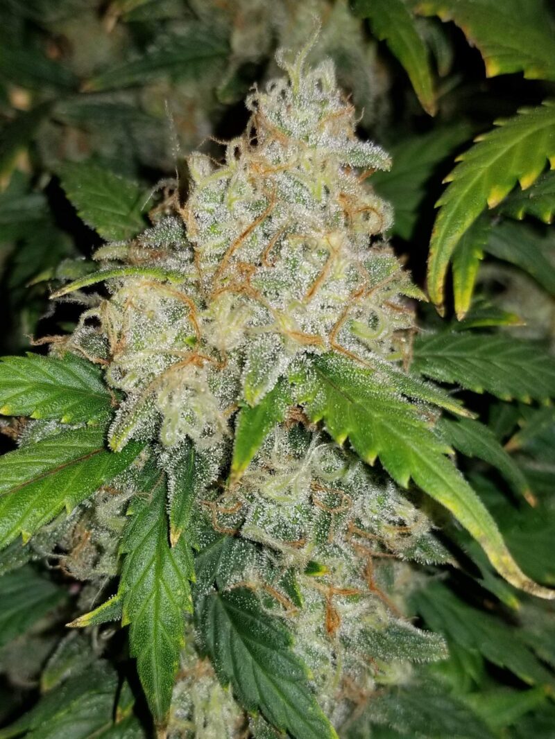 Fast Buds Zkittlez Auto