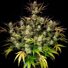 Fast Buds Apple Strudel Auto