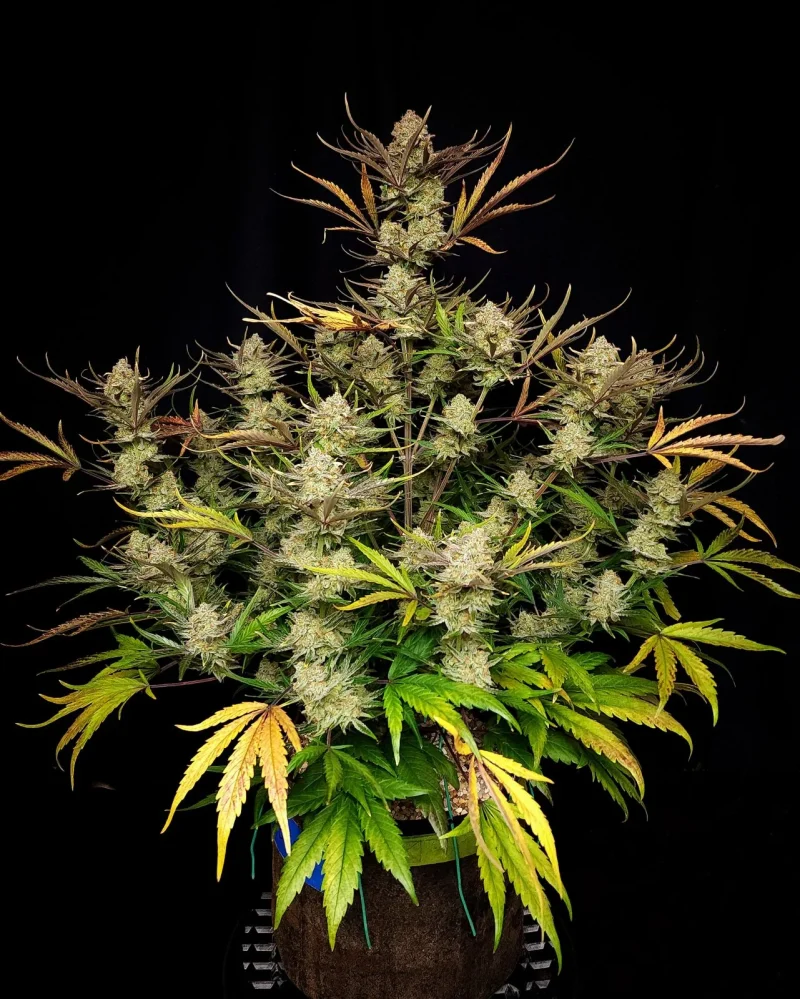 Fast Buds Apple Strudel Auto