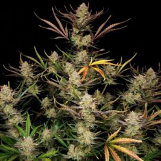 Fast Buds Apple Strudel Auto