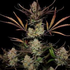 Fast Buds Apple Strudel Auto