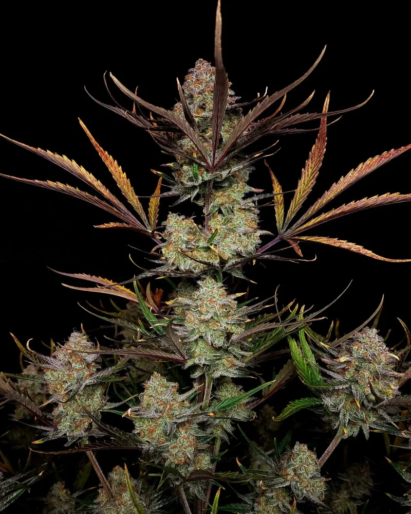 Fast Buds Apple Strudel Auto