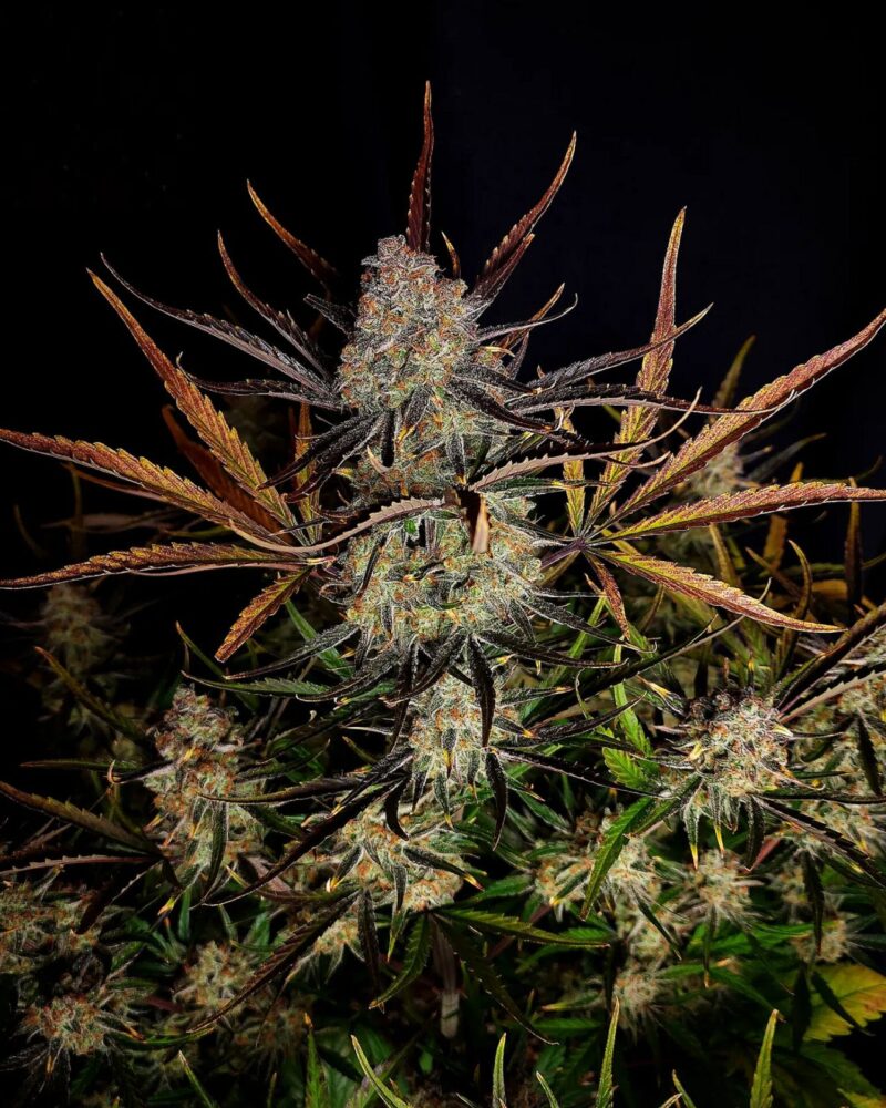 Fast Buds Apple Strudel Auto