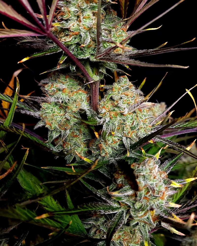 Fast Buds Apple Strudel Auto