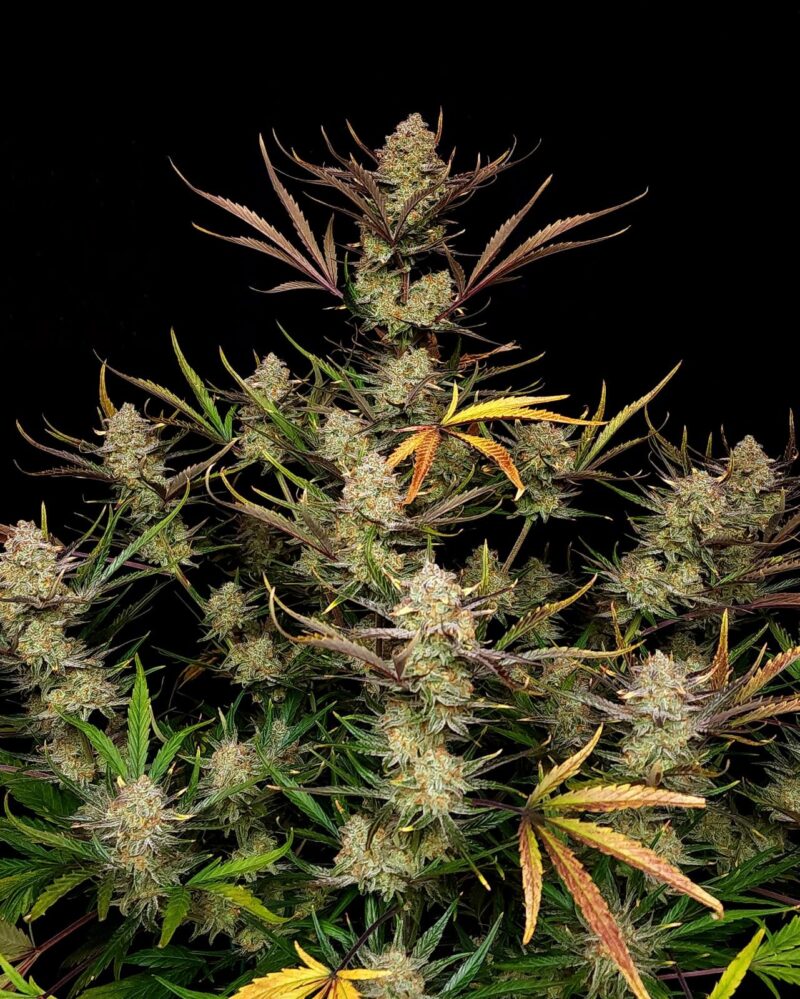 Fast Buds Apple Strudel Auto