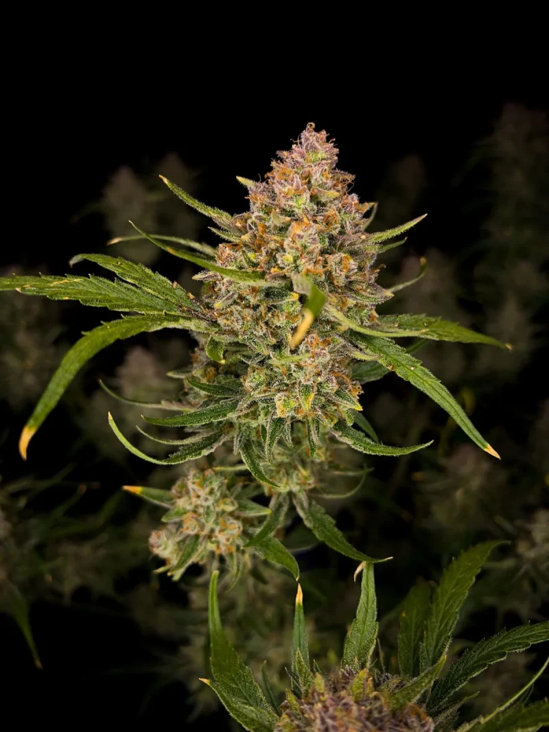 Fast Buds Guava Auto